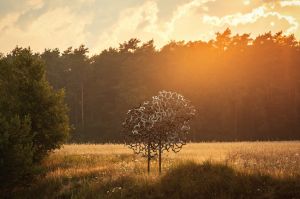 land Art festiwal, Lubelskie, Bubel Granna, fot adam brzoza