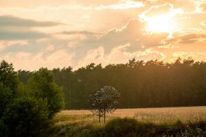 land Art festiwal, Lubelskie, Bubel Granna, fot adam brzoza